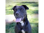 Adopt Kova a Black Terrier (Unknown Type, Medium) / Mixed Breed (Medium) / Mixed