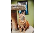 Adopt Unique a Orange or Red Domestic Shorthair / Mixed Breed (Medium) / Mixed