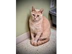 Adopt Dodge a Gray or Blue (Mostly) Domestic Shorthair / Mixed Breed (Medium) /
