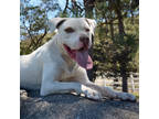 Adopt Han a White American Staffordshire Terrier / Mixed Breed (Medium) / Mixed