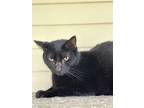 Adopt Espresso a All Black Domestic Shorthair / Mixed Breed (Medium) / Mixed