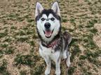 Adopt Dolly a Black Husky / Mixed (short coat) dog in Boulder, CO (41278015)