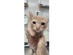 Adopt Jay Z a Orange or Red Domestic Shorthair / Mixed Breed (Medium) / Mixed