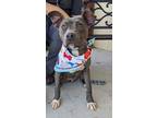 Adopt Toaster a Merle American Pit Bull Terrier / Mixed Breed (Medium) / Mixed