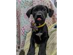 Adopt Vinny a Black Terrier (Unknown Type, Medium) / Mixed Breed (Medium) /