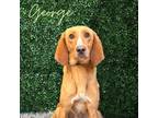 Adopt George a Tan/Yellow/Fawn Hound (Unknown Type) / Mixed Breed (Medium) /