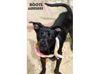 Adopt Boots a Black Terrier (Unknown Type, Medium) / Mixed Breed (Medium) /