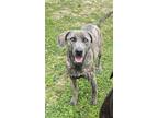Adopt Mollie a Brindle Bernese Mountain Dog / Mixed Breed (Medium) / Mixed