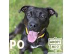 Adopt Pollo a Black Rottweiler / American Pit Bull Terrier / Mixed (short coat)