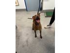 Adopt Coco a Brown/Chocolate American Pit Bull Terrier / Mixed Breed (Medium) /