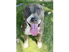 Adopt Jane a Brown/Chocolate American Pit Bull Terrier / Mixed Breed (Medium) /