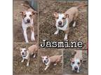 Adopt Jasmine a Brown/Chocolate American Pit Bull Terrier / Mixed Breed (Medium)