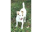 Adopt Oscar a White Jack Russell Terrier / Mixed Breed (Medium) / Mixed (short