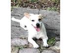 Adopt Jasper a White Jack Russell Terrier / Mixed Breed (Medium) / Mixed (short