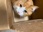 Adopt Saturn a Orange or Red Domestic Longhair / Mixed Breed (Medium) / Mixed