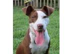 Adopt Farrah a Brown/Chocolate Pointer / American Pit Bull Terrier / Mixed