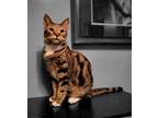 Adopt orville wright a Brown Tabby Domestic Shorthair / Mixed Breed (Medium) /