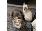 Adopt Violet a Gray or Blue Domestic Shorthair / Mixed Breed (Medium) / Mixed