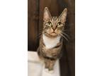 Adopt Solitaire a Brown Tabby Domestic Shorthair / Mixed Breed (Medium) / Mixed
