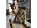 Adopt Marie Curie a Brown Tabby Domestic Shorthair / Mixed Breed (Medium) /