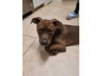 Adopt Duke a Brown/Chocolate American Staffordshire Terrier / Hound (Unknown