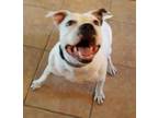 Adopt Izzy a White American Pit Bull Terrier / Mixed Breed (Medium) / Mixed