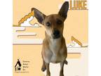 Adopt LUKE (was Syfy) a Brown/Chocolate Terrier (Unknown Type
