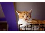 Adopt FELICITY a Orange or Red Domestic Shorthair / Mixed Breed (Medium) / Mixed