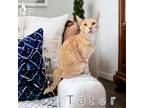 Adopt TATER a Gray or Blue (Mostly) Domestic Shorthair / Mixed Breed (Medium) /