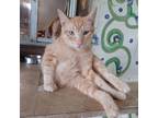 Adopt TOMMY TOMATO a Orange or Red Domestic Shorthair / Mixed Breed (Medium) /