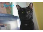 Adopt BARTOK a All Black Domestic Mediumhair / Mixed Breed (Medium) / Mixed