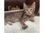 Adopt estelle a All Black Domestic Shorthair / Mixed Breed (Medium) / Mixed