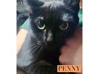 Adopt Penny a All Black Domestic Shorthair / Mixed Breed (Medium) / Mixed (short