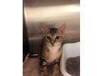Adopt Ty a Brown or Chocolate Domestic Shorthair / Mixed Breed (Medium) / Mixed