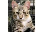 Adopt Lowell a Brown Tabby Domestic Shorthair / Mixed Breed (Medium) / Mixed