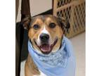 Adopt Rocco a Brown/Chocolate Shepherd (Unknown Type) / Mixed Breed (Medium) /