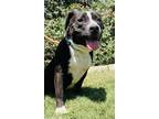 Adopt Chloe a Black American Staffordshire Terrier / Mixed Breed (Medium) /