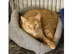Adopt Swat a Orange or Red Domestic Shorthair / Mixed Breed (Medium) / Mixed