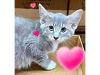 Adopt Remy a Gray or Blue Domestic Shorthair / Mixed Breed (Medium) / Mixed