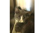 Adopt Butters a Gray or Blue Domestic Shorthair / Mixed Breed (Medium) / Mixed