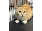 Adopt Tangie sweet shy a Orange or Red Domestic Shorthair / Mixed Breed (Medium)