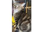 Adopt Colette a Brown Tabby Domestic Shorthair / Mixed Breed (Medium) / Mixed