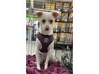 Adopt Honey a Brindle Chinese Crested / Pomeranian / Mixed (short coat) dog in