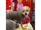 Adopt Louis a Brown/Chocolate Chinese Crested / Mixed Breed (Medium) / Mixed