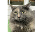 Adopt Stella a Gray or Blue Domestic Longhair / Mixed Breed (Medium) / Mixed