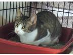 Adopt Bebe a White Domestic Shorthair / Mixed Breed (Medium) / Mixed (short