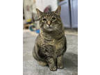 Adopt Mona a Brown Tabby Domestic Shorthair / Mixed Breed (Medium) / Mixed