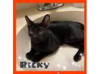 Adopt Ricky a All Black Domestic Mediumhair / Mixed Breed (Medium) / Mixed