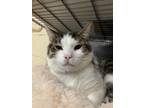 Adopt Lution a Brown Tabby Domestic Shorthair / Mixed Breed (Medium) / Mixed