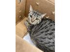 Adopt Sparkle* a Brown Tabby Domestic Shorthair / Mixed Breed (Medium) / Mixed